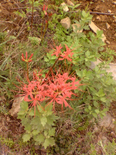 红得似火，彼岸花开。老人们叫它石蒜花。中文学名： 红花石蒜 ~梵语名称：曼珠沙华别 称：舍子花,幽灵花,死人花,两生花,螂花,龙爪花,彼岸花,老鸦蒜,曼珠沙华,平地一声雷,老死不相往来,灶鸡花
曼珠沙华，本名摩诃…