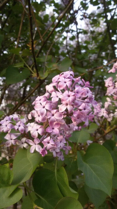 你说你最爱丁香花❤