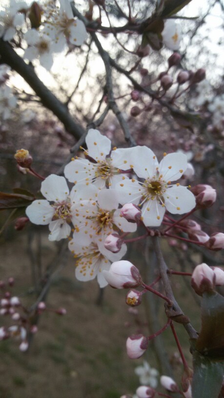 小花花☺