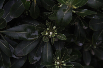 原来你开花时这么可爱