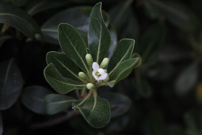 原来你开花时这么可爱