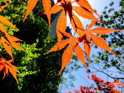 手机摄影：春日里的红叶