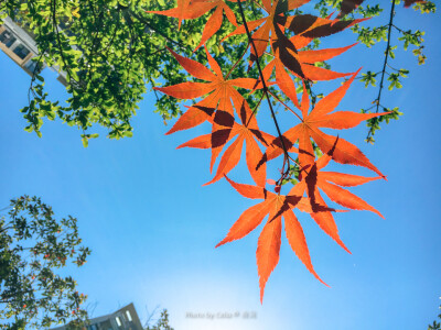 手机摄影：春日里的红叶