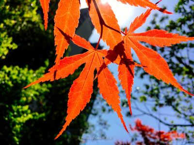 手机摄影：春日里的红叶