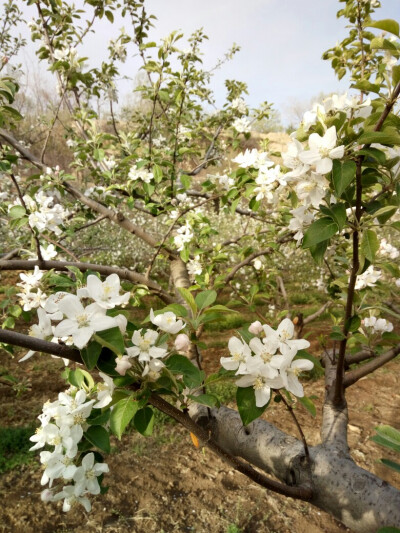 苹果花