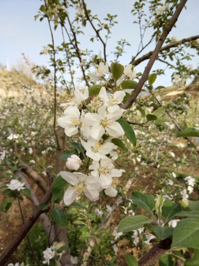 苹果花