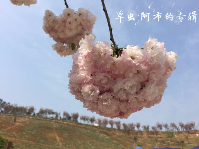 樱花云☁️