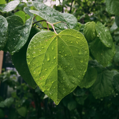 下雨的早晨