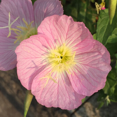 下班路上，夕阳下盛放的花朵