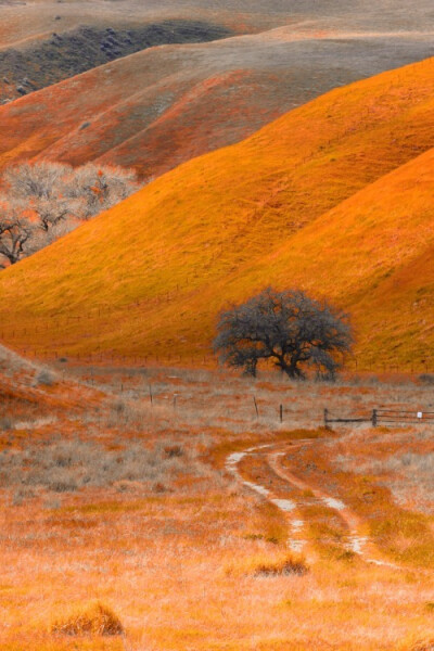 壁纸 路 黄色 风景