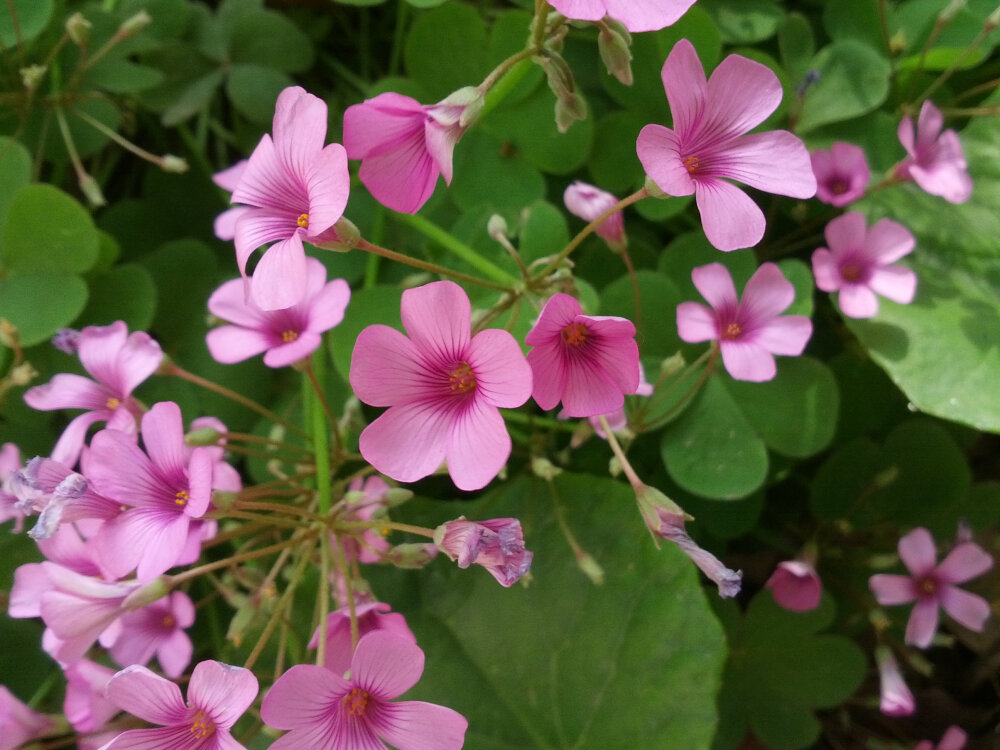 红花酢浆草~夜合梅、三夹莲、铜锤草、花花草