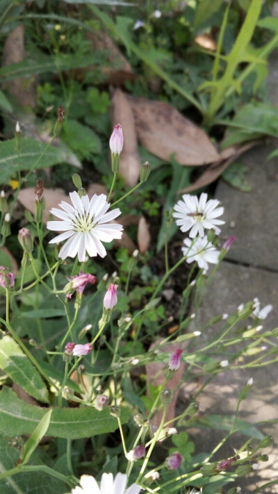 路边的野花