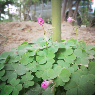 美丽的绽放