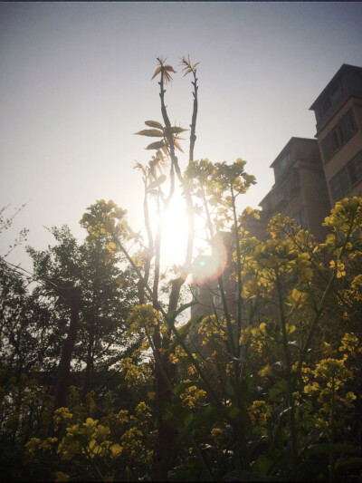 又见晨光