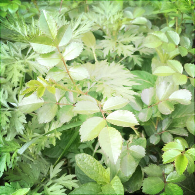 晨曦正浓