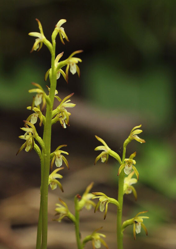 Corallorhiza trifida 珊瑚兰，珊瑚兰属。