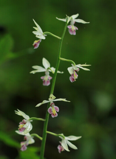 Calanthe brevicornu 肾唇虾脊兰，虾脊兰属。