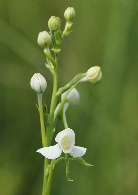 Habenaria schindleri 十字兰，玉凤花属。