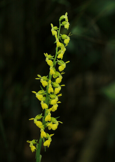 Calanthe whiteana 四川虾脊兰，虾脊兰属。