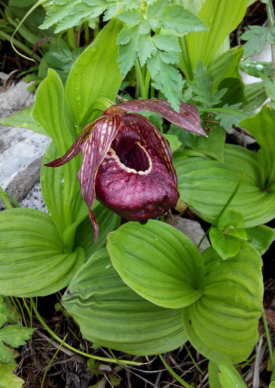 Cypripedium tibeticum 西藏杓兰，杓兰属。