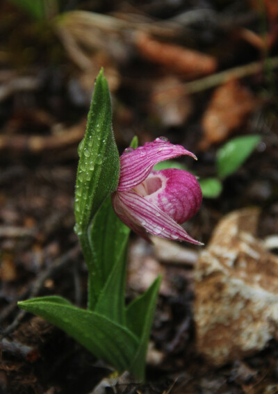 Cypripedium yunnanense 云南杓兰，杓兰属。