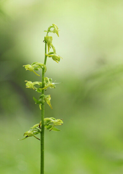 Platanthera cornu-bovis 东北舌唇兰，舌唇兰属。