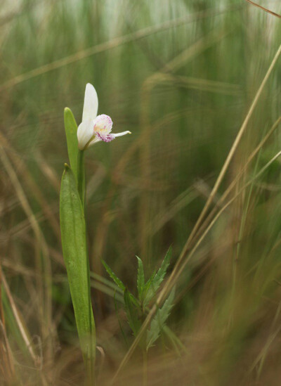 Pogonia japonica 朱兰，朱兰属。