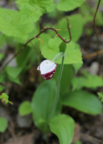 Cypripedium guttatum 紫点杓兰，杓兰属。