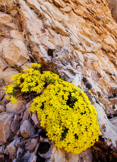 Dionysia aretioides 垫报春，报春花科垫报春属。