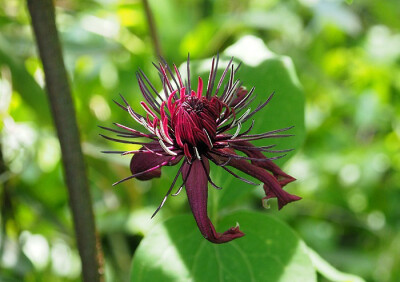 Clematis hancockiana 毛萼铁线莲，毛茛科铁线莲属。