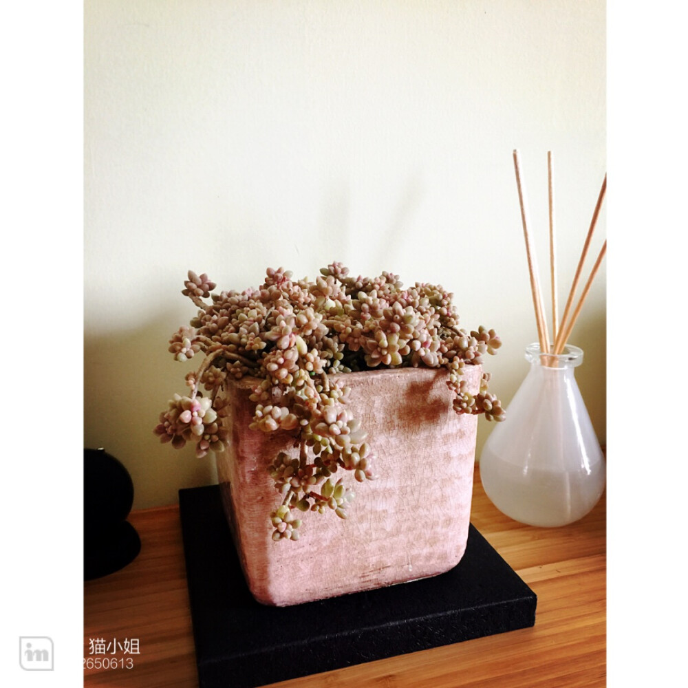 姬秋丽（ Graptopetalum ‘Mirinae’）是景天科风车草属的多肉植物。是一种生长速度相对较快，很容易养护，如玉石般精致小巧的植物。姬秋丽的中文名字来源于其日文名，“姬”在日语中是“小”的意思。因为姬秋丽的颜色、外观类似秋丽，但比秋丽更小。但实际上姬秋丽和秋丽没有任何关系。