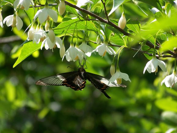 侵图请告，即删 野茉莉Styrax japonicus Sieb. et Zucc. 安息香属，花芳香。