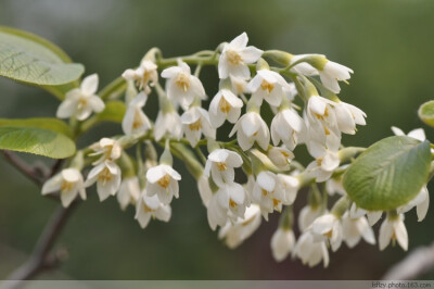 侵图请告，即删 玉玲花Styrax obassia Sieb.&Zucc 灌木或小乔木，高4-10米；树皮灰褐色。花芳香。