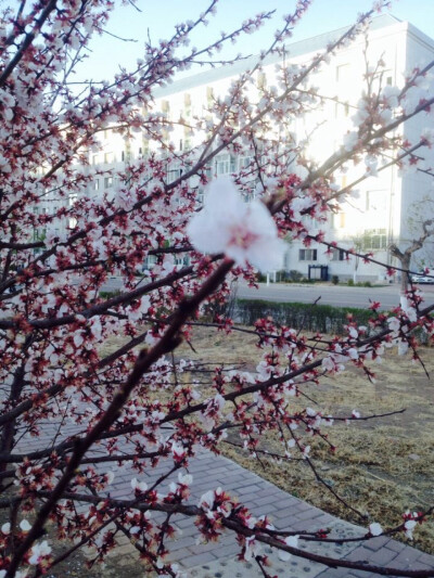 绚烂的花朵