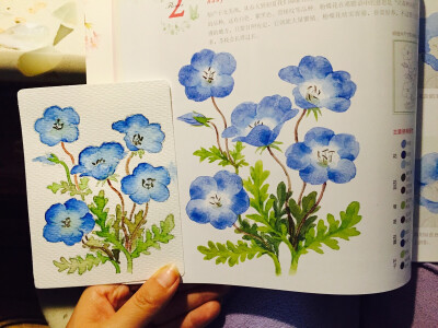 day16： 今天画了粉蝶花