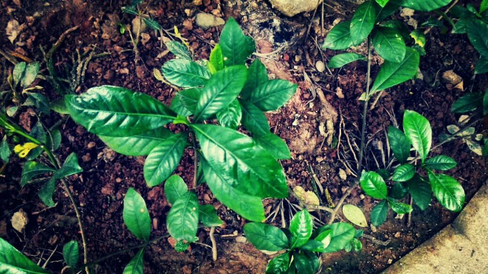 植物