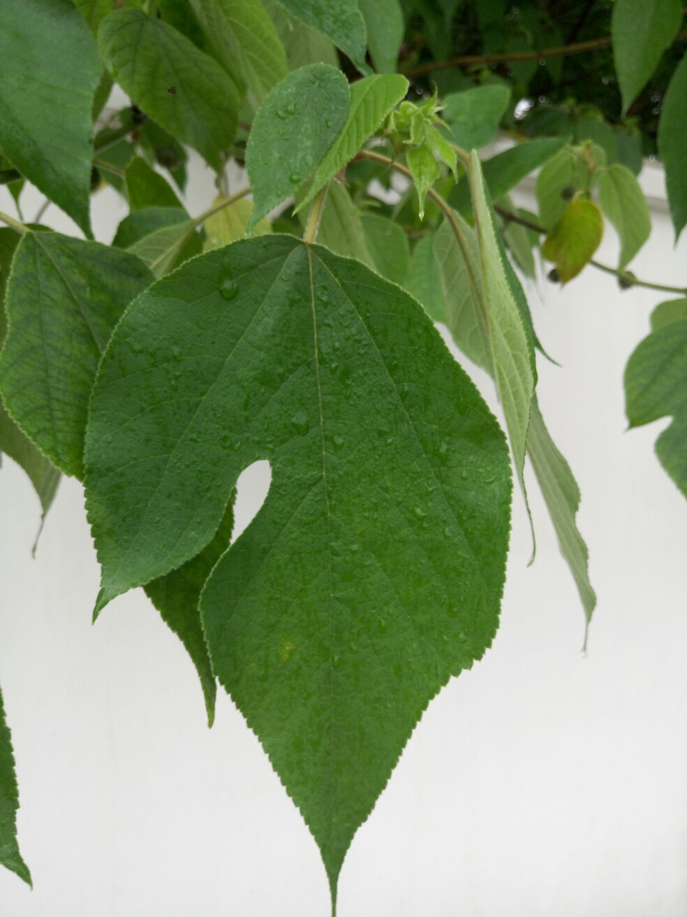 雨珠儿