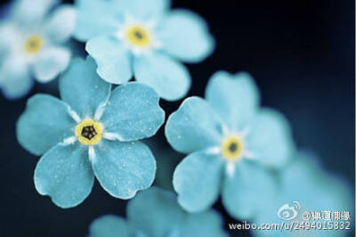 人生如花，淡者香。花的颜色越浅，香味越浓；颜色越深，香味越淡。做人，侧重于外在美，难免流于俗气；多注重内在美，方显雅致。对人，咄咄逼人必招怨恨，宽宏大量常得人心；对己，心事过重伤人伤己，心态淡然自在优…