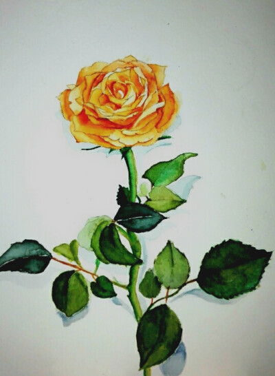 来一朵黄玫瑰，花语是纯洁的友谊和美好的祝福♥