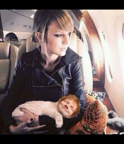 Taylor swift 猫，ed sheeran 