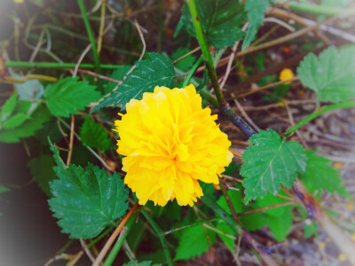 摄影 街拍 旅行 花草 浪漫