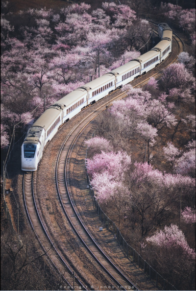 〔 开往春天的列车 〕.穿越花海，宛如一条长龙，在漫山花海间蜿蜒前行。〔 Jambo 〕