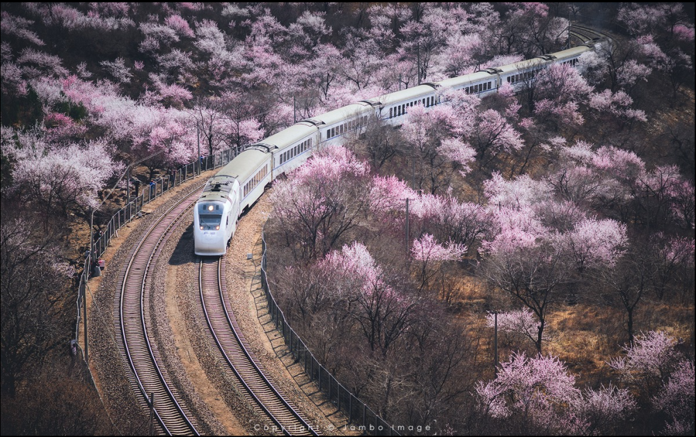 〔 开往春天的列车 〕.漫山遍野的桃花盛开，S2雪白的列车穿行其中，美不胜收。〔 Jambo 〕