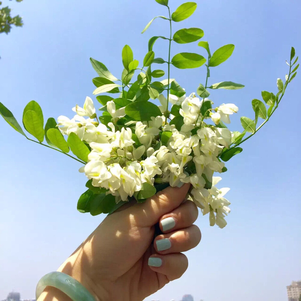 春风十里不如你，花花送你(*^^*)