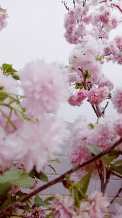 樱花来了，凤凰花还会远吗