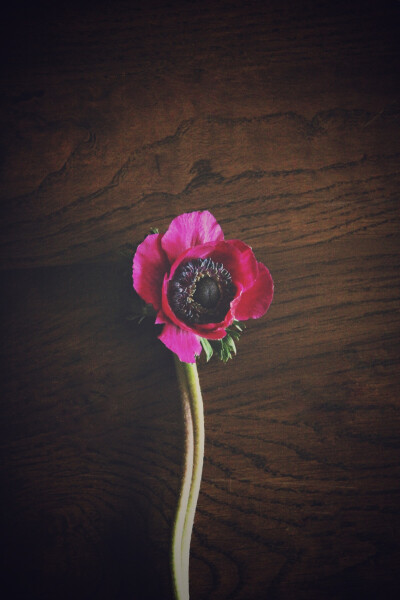 银莲花