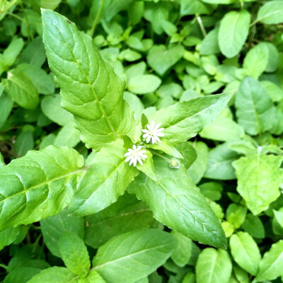 路边的野花也可以这样美
