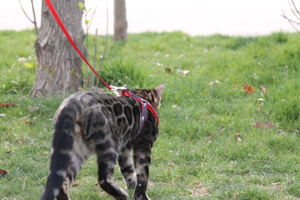 孟加拉豹猫 豹猫 豹猫价格 宠物豹猫 繁育豹猫 豹猫借配