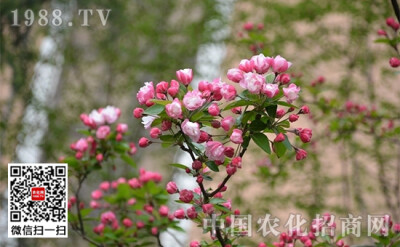  西府海棠在北方干燥地带生长良好，由于西府海棠观赏价值比较高，所以种植西府海棠的地方也比较多。