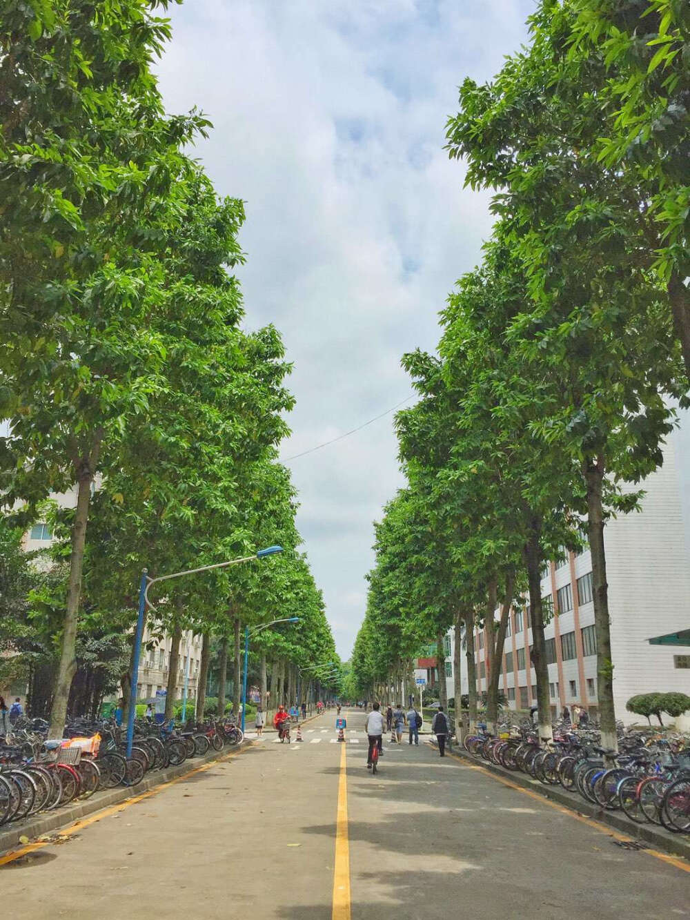 校道，雨间初晴（by.Harry）